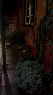Un trozo de bosque en la ciudad - Santiago - 2