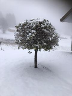 Chalet Belfahy - Belfahy - 1