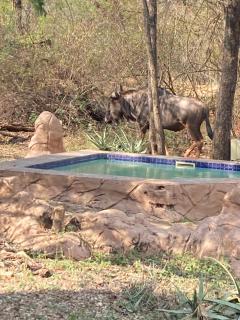 Ivory Sands Safari Lodge - Marloth Park - 8