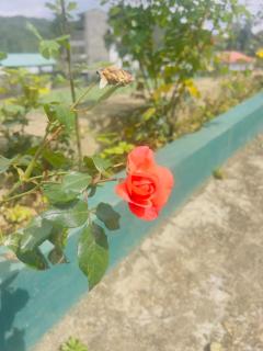 Bloomingdale Bungalows - Nuwaraeliya - Sita Eliya - 4