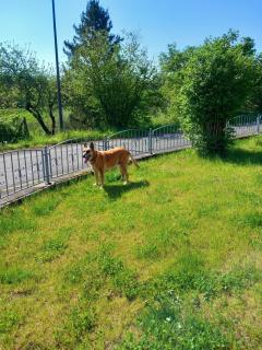 Eifel Ferienhaus mit Hunden Ferienhaus Schwalbennest Schalkenmehren - Schalkenmehren - 7