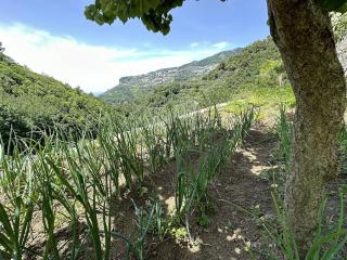 Casa Sangineto - Minori - Costa Amalfitana- A Paradise in the countryside - Minori - 4