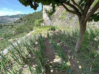Casa Sangineto - Minori - Costa Amalfitana- A Paradise in the countryside - Minori - 5