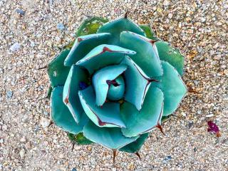 Charter Oak Scottsdale - Fountain Hills - 4