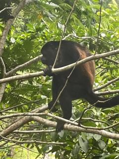 Papaya Wildlife Lodge - Cahuita - 3