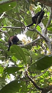 Papaya Wildlife Lodge - Cahuita - 6