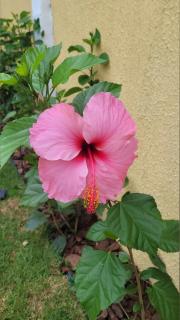 Casa espaçosa familiar com lindo jardim - Praia Grande - 7