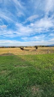 Bahwidgee Lodge - Riverside Retreat - Tumut - 4