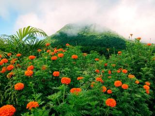 Satkosia Hill View resort - - 4