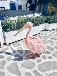 Provis Rentals suite No2 Mykonos - Míconos - 0