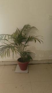 Viaan Dream Haven Homestay - Lucknow - 3