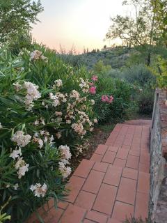 Le Massucce - San Casciano in Val di Pesa - 2