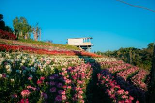 Khaokho flower camp - Khao Kho - 8