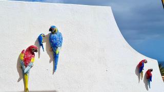 Welooveyou Parrots - Costa Calma - 2