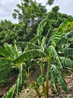 Caret Bay Tropical Retreat - - 9