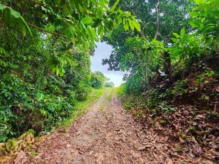 Corcovado Green Cabin & House - Bahía Drake - 2