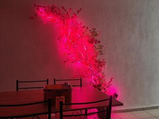 Sakura House - Carrillo - 0