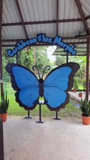 Caribbean Blue Morpho Casitas - Talamanca - 9