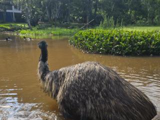 Casa dos Emus visitação Pets Natureza casa Rústica - Araras Lago Traga seu filhos - Ribeirão Pires - 7