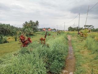Maha House Mid of Ricefields - Tegalalang - 9