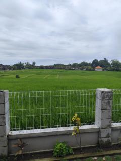 Umo Dewi - Krambitan - 0