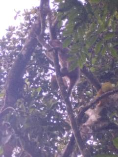 Cachanga - Angra dos Reis - 2