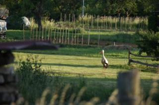 L'Horizon du Vignoble - 2
