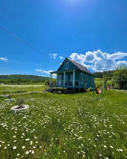 Cottage Daisy - Tʼianetʼi - 3