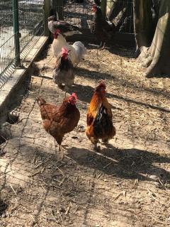 camping de warincthun - 1