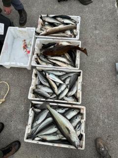 Cozy Oceanfront Escape - 3