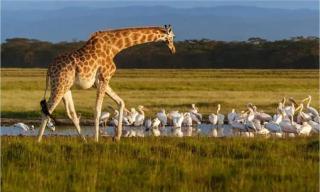 Homebase gardens hotel & safaris - Nakuru - 2