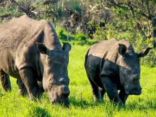 AfriCamps at Bonamanzi Game Reserve - Hluhluwe - 2
