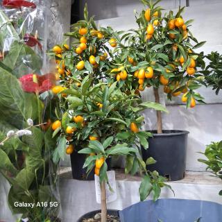 Vatican APARTAMENTS - Rom - 9