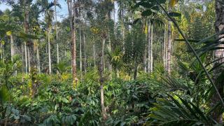 Lotus Exotica Homestay - Suntikoppa - 3