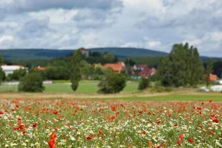 Ferienhaus In Kleiner Ferienanlage Mit Vielen Freizeitmöglichkeiten - Harzgerode - 1