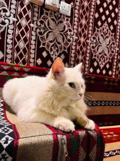 Waseem luxury camp - Wadi Rum - 1