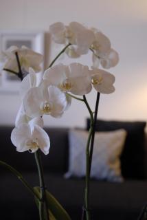 Appartement d'Hôtes Temps de Pause - 8