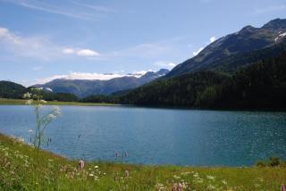 Arnica 5 - La Punt-Chamues-ch - 5