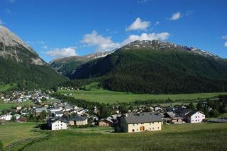 Arnica 5 - La Punt-Chamues-ch - 1