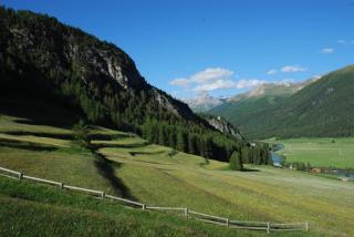 Arnica 3 - La Punt-Chamues-ch - 6
