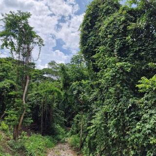 Cozy houses near a beach - Puntarenas - 2