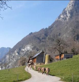 Löhli Hof - - 5