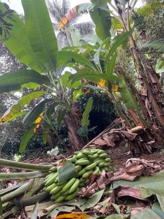 Maka farmstay Thong Pha Phum สวนคุณตาฟาร์มสเตย์ - - 7