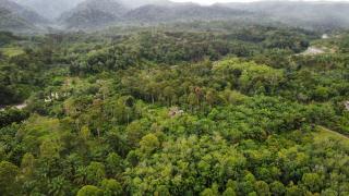 Mimpi of Orangutan Adventure, TREK ONLY BOOK WITH US - 5