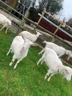 Brook lodge 2 - Liskeard - 1