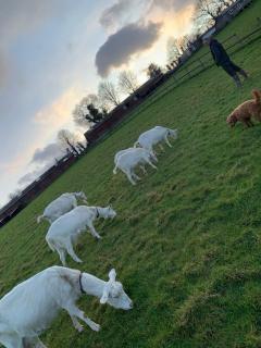 Brook lodge 2 - Liskeard - 2