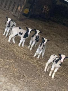 Brook lodge 2 - Liskeard - 4