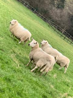 Brook lodge 2 - Liskeard - 5