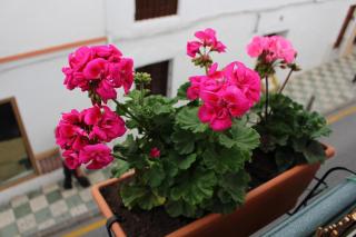 Gemütliche Ferienwohnung Im Herzen Von Nerja - Nerja - 7