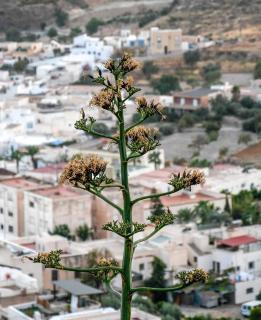 Amplio apartamento en zona céntrica de Nijar - Níjar - 6